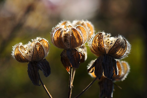 포토 JPG 주간 꽃 자연 근접촬영 사람없음 야외 아웃포커스 국내포토 자연요소 식물 뷰포인트 촬영기법 생태계 파일형식
