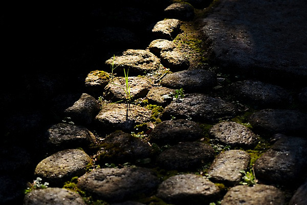 포토 JPG 주간 바닥 그림자 사람없음 야외 돌_바위 잡초 땅 국내포토 자연요소 식물 파일형식