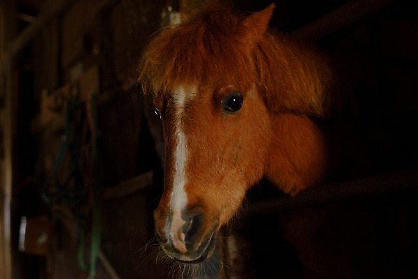 포토 JPG 한마리 사람없음 아웃포커스 가축 말_동물 마굿간 국내포토 동물 1 포유류 촬영기법 외양간 파일형식