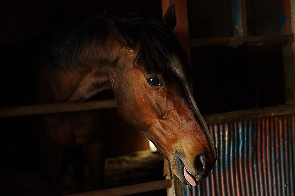 포토 JPG 한마리 사람없음 가축 말_동물 메롱 마굿간 국내포토 동물 1 포유류 모션 외양간 파일형식
