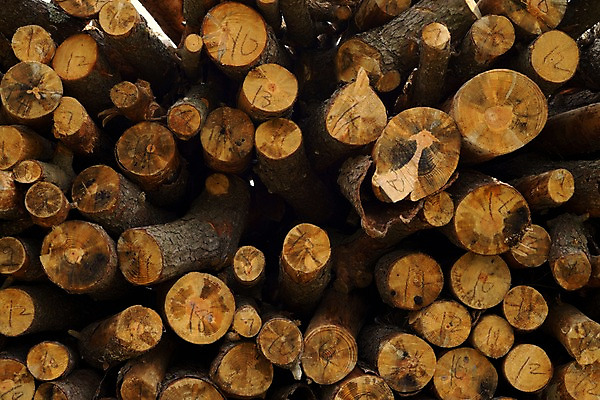 포토 JPG 주간 백그라운드 사람없음 야외 목재 통나무 적재 국내포토 자연요소 나무 재료 파일형식