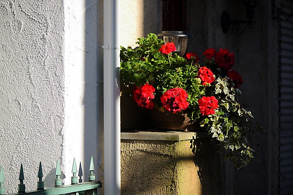 포토 JPG 주간 꽃 화분 주택 사람없음 야외 국내포토 자연요소 식물 건물 파일형식