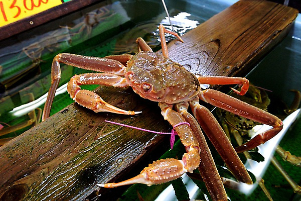 포토 JPG 음식 사람없음 판매 게 가격 어항 해산물 가격표 국내포토 갑각류 파일형식