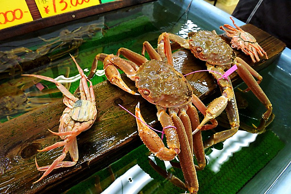 포토 JPG 음식 사람없음 판매 게 가격 어항 해산물 가격표 국내포토 갑각류 파일형식