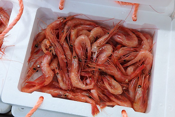 포토 JPG 음식 새우 사람없음 해산물 스티로폼 스티로폼박스 국내포토 갑각류 상자 파일형식