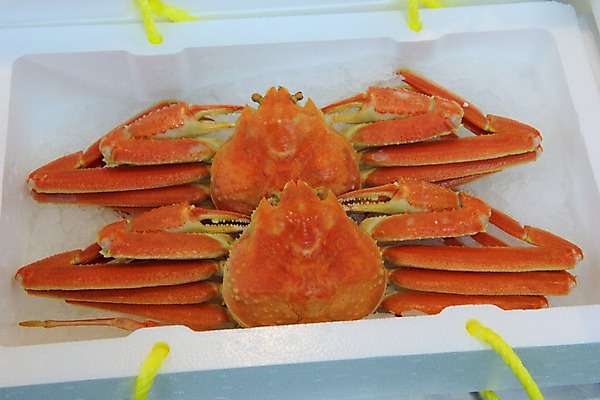 포토 JPG 음식 사람없음 얼음 게 해산물 스티로폼 스티로폼박스 국내포토 자연요소 갑각류 상자 파일형식