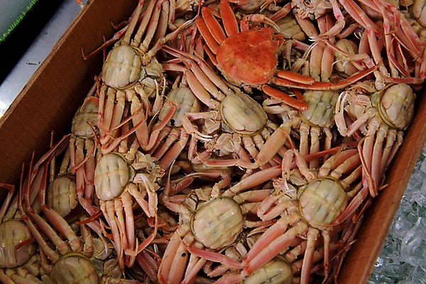 포토 JPG 음식 사람없음 얼음 게 해산물 국내포토 자연요소 갑각류 파일형식