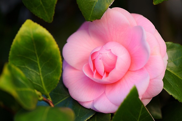 포토 JPG 주간 꽃 분홍색 잎 한송이 자연 근접촬영 사람없음 야외 국내포토 자연요소 식물 1 뷰포인트 컬러 생태계 송이 파일형식