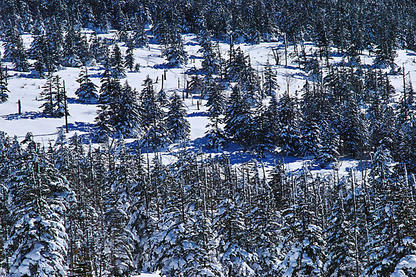 포토 JPG 주간 나무 겨울 자연 풍경 사람없음 야외 눈 숲 겨울풍경 국내포토 자연요소 식물 계절 날씨 생태계 파일형식