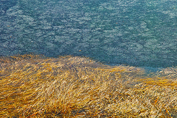 포토 JPG 주간 호수 자연 풍경 사람없음 야외 풀 국내포토 자연요소 식물 생태계 파일형식