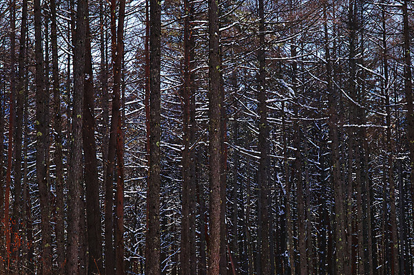 포토 JPG 주간 나무 겨울 자연 풍경 사람없음 야외 눈 숲 겨울풍경 국내포토 자연요소 식물 계절 날씨 생태계 파일형식