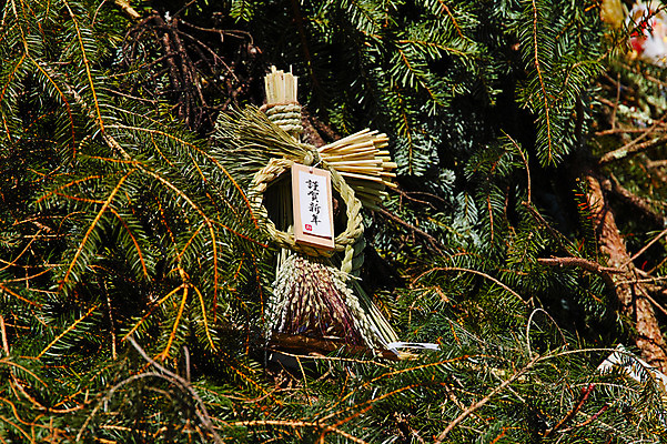 포토 JPG 주간 나무 일본문화 사람없음 야외 일본 볏짚 일본전통 미신 국내포토 자연요소 식물 동양문화 전통 아시아 외국문화 짚 파일형식