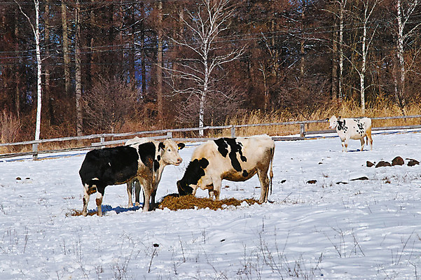 포토 JPG 주간 나무 겨울 여러마리 사람없음 야외 울타리 가축 목장 눈 젖소 국내포토 자연요소 식물 동물 계절 다수 날씨 담장 소 파일형식