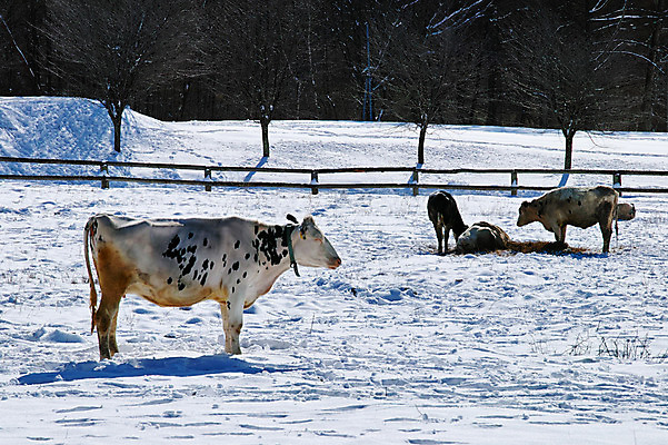 포토 JPG 주간 나무 겨울 여러마리 사람없음 야외 울타리 가축 목장 눈 소 국내포토 자연요소 식물 동물 계절 다수 포유류 날씨 담장 파일형식