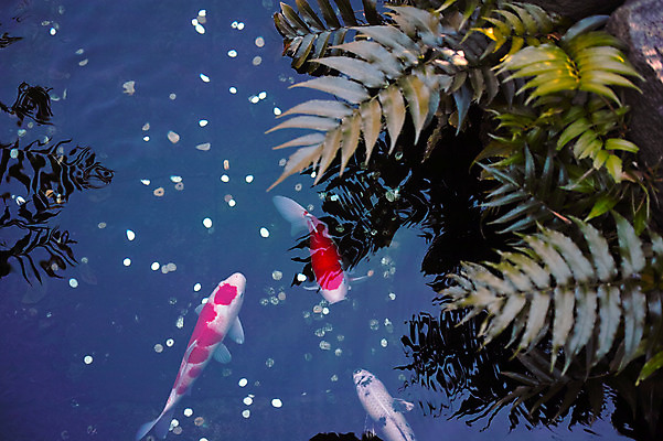 포토 JPG 주간 자연 나뭇잎 사람없음 야외 동전 연못 잉어 국내포토 자연요소 잎 돈 어류 생태계 파일형식