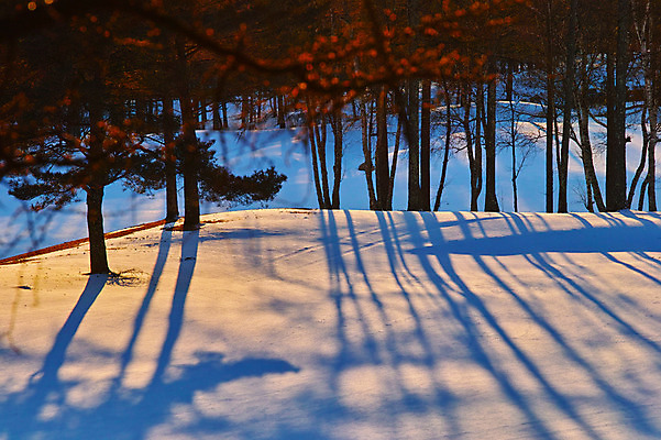 포토 JPG 주간 나무 겨울 자연 그림자 풍경 사람없음 야외 눈 겨울풍경 국내포토 자연요소 식물 계절 날씨 생태계 파일형식