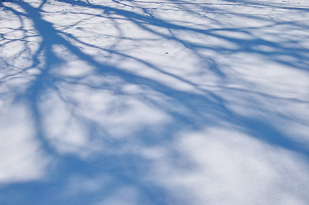 포토 JPG 주간 나무 겨울 자연 그림자 사람없음 야외 설원 눈 국내포토 자연요소 식물 계절 날씨 눈_날씨 생태계 파일형식