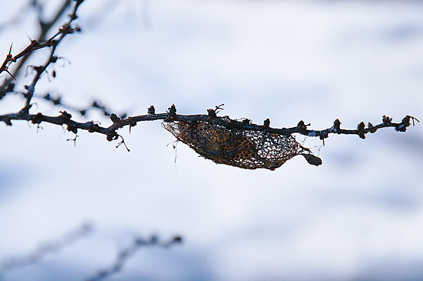 포토 JPG 주간 자연 사람없음 야외 아웃포커스 나뭇가지 벌레 번데기 국내포토 자연요소 나무 곤충 촬영기법 생태계 파일형식