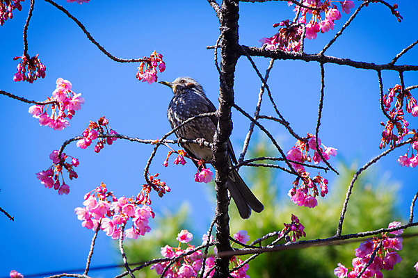 포토 JPG 주간 한마리 꽃 자연 조류 하늘 사람없음 야외 아웃포커스 나뭇가지 국내포토 자연요소 나무 식물 동물 1 촬영기법 생태계 파일형식