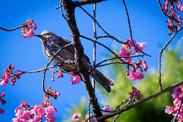 포토 JPG 주간 한마리 꽃 자연 조류 하늘 사람없음 야외 아웃포커스 나뭇가지 국내포토 자연요소 나무 식물 동물 1 촬영기법 생태계 파일형식
