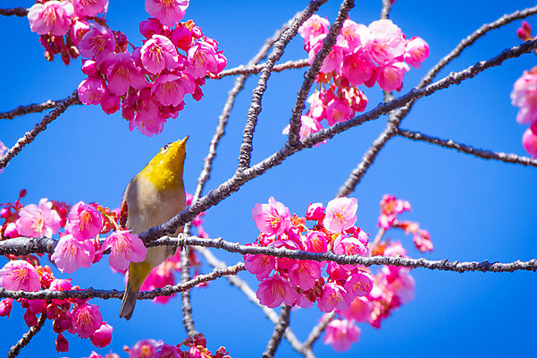포토 JPG 주간 한마리 꽃 자연 조류 하늘 사람없음 야외 나뭇가지 국내포토 자연요소 나무 식물 동물 1 생태계 파일형식