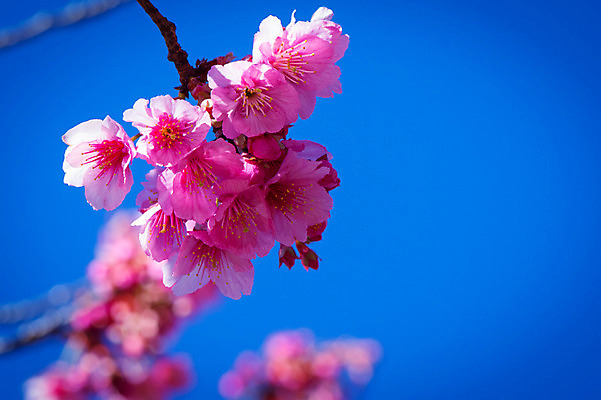 포토 JPG 주간 꽃 자연 하늘 사람없음 야외 아웃포커스 나뭇가지 국내포토 자연요소 나무 식물 촬영기법 생태계 파일형식