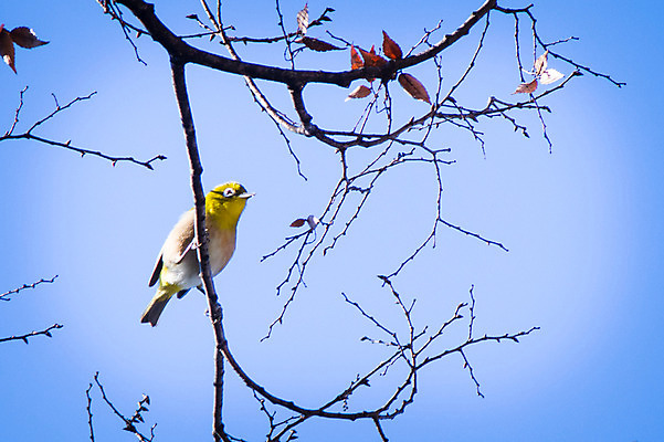 포토 JPG 주간 한마리 자연 조류 하늘 나뭇잎 사람없음 야외 나뭇가지 국내포토 자연요소 나무 동물 1 잎 생태계 파일형식