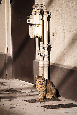 포토 JPG 주간 한마리 사람없음 야외 반려동물 고양이 길고양이 동물라이프 반려 국내포토 자연요소 동물 1 라이프스타일 포유류 파일형식