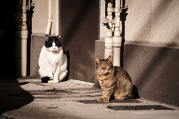 포토 JPG 주간 두마리 사람없음 야외 반려동물 고양이 길고양이 동물라이프 반려 국내포토 자연요소 동물 라이프스타일 2 포유류 파일형식