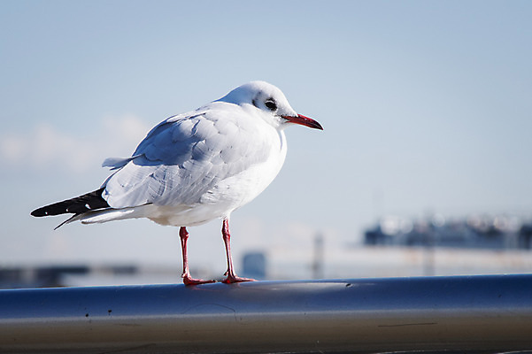 포토 JPG 주간 한마리 바다 난간 자연 갈매기 사람없음 야외 아웃포커스 국내포토 자연요소 1 조류 촬영기법 생태계 파일형식