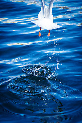 포토 JPG 주간 한마리 바다 자연 갈매기 사람없음 야외 비행 튀는물 날갯짓 국내포토 자연요소 1 조류 생태계 액체표현 스플래쉬 파일형식