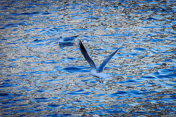 포토 JPG 주간 바다 두마리 자연 갈매기 사람없음 야외 비행 국내포토 자연요소 2 조류 생태계 파일형식