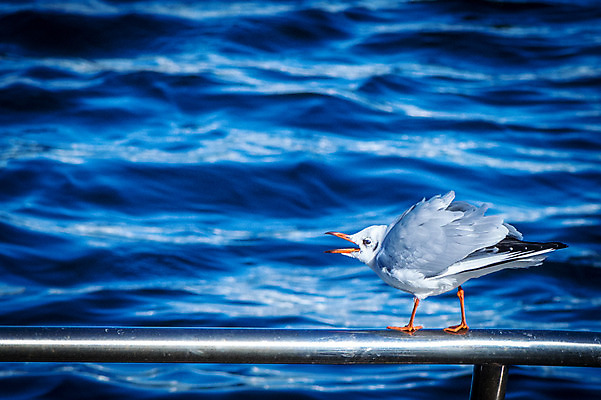 포토 JPG 주간 한마리 바다 난간 자연 갈매기 사람없음 야외 아웃포커스 국내포토 자연요소 1 조류 촬영기법 생태계 파일형식
