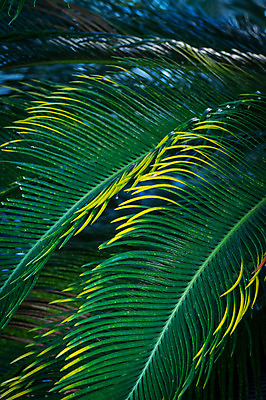 포토 JPG 주간 식물 자연 나뭇잎 사람없음 야외 소철 소철잎 국내포토 자연요소 잎 생태계 파일형식