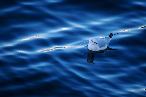 포토 JPG 주간 한마리 자연 갈매기 사람없음 야외 강 국내포토 자연요소 1 조류 생태계 파일형식