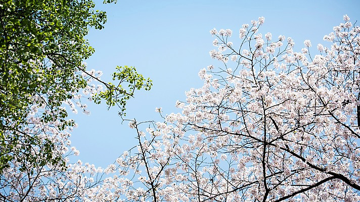 포토 JPG 주간 로우앵글 하늘 풍경 사람없음 야외 맑음 봄풍경 봄 벚꽃 벚나무 국내포토 자연요소 나무 계절 꽃 뷰포인트 날씨 파일형식