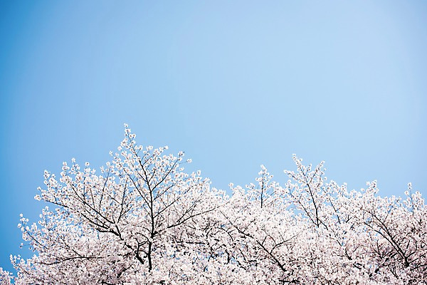포토 JPG 주간 로우앵글 하늘 풍경 사람없음 야외 맑음 봄풍경 봄 바탕화면 벚꽃 벚나무 국내포토 자연요소 나무 계절 꽃 뷰포인트 날씨 파일형식
