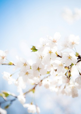 포토 JPG 주간 풍경 근접촬영 사람없음 야외 아웃포커스 맑음 봄풍경 봄 벚꽃 국내포토 자연요소 계절 꽃 뷰포인트 날씨 촬영기법 파일형식