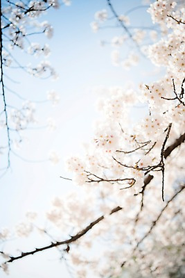 포토 JPG 주간 로우앵글 풍경 사람없음 야외 아웃포커스 맑음 봄풍경 봄 벚꽃 벚나무 국내포토 자연요소 나무 계절 꽃 뷰포인트 날씨 촬영기법 파일형식