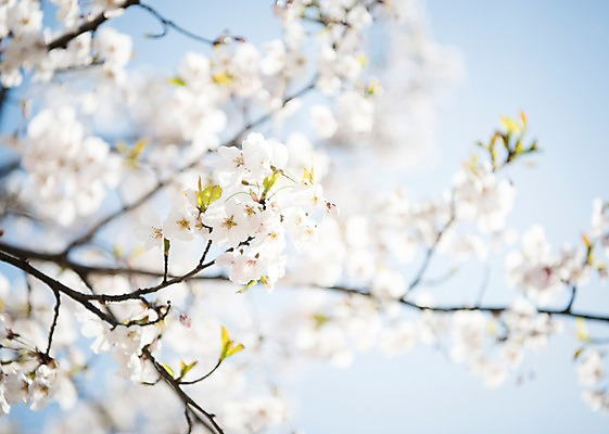 포토 JPG 주간 로우앵글 풍경 사람없음 야외 아웃포커스 맑음 봄풍경 봄 벚꽃 벚나무 국내포토 자연요소 나무 계절 꽃 뷰포인트 날씨 촬영기법 파일형식