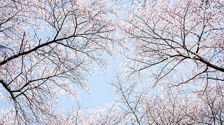 포토 JPG 주간 로우앵글 하늘 풍경 사람없음 야외 맑음 봄풍경 봄 바탕화면 벚꽃 벚나무 국내포토 자연요소 나무 계절 꽃 뷰포인트 날씨 파일형식