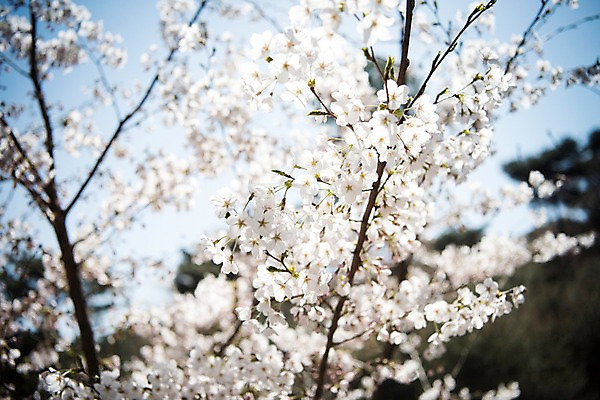 포토 JPG 주간 로우앵글 풍경 사람없음 야외 아웃포커스 맑음 봄풍경 봄 벚꽃 벚나무 국내포토 자연요소 나무 계절 꽃 뷰포인트 날씨 촬영기법 파일형식