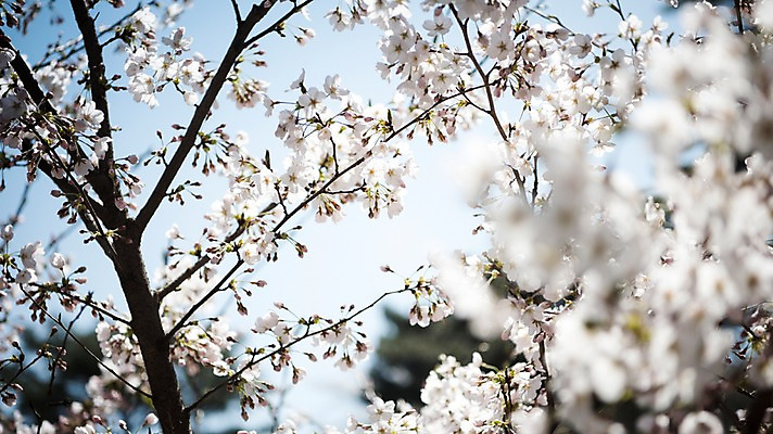 포토 JPG 주간 로우앵글 풍경 사람없음 야외 아웃포커스 맑음 봄풍경 봄 벚꽃 벚나무 국내포토 자연요소 나무 계절 꽃 뷰포인트 날씨 촬영기법 파일형식