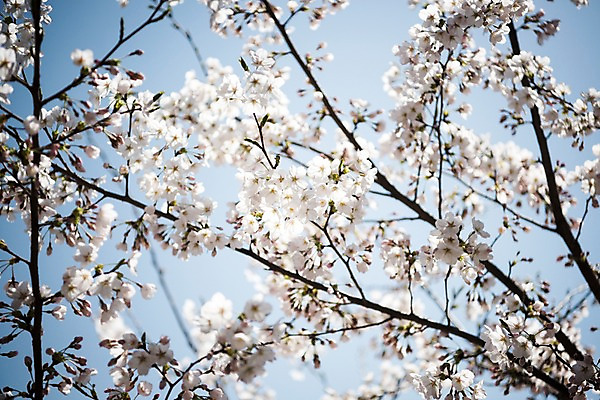 포토 JPG 주간 로우앵글 풍경 사람없음 야외 아웃포커스 맑음 봄풍경 봄 벚꽃 벚나무 국내포토 자연요소 나무 계절 꽃 뷰포인트 날씨 촬영기법 파일형식