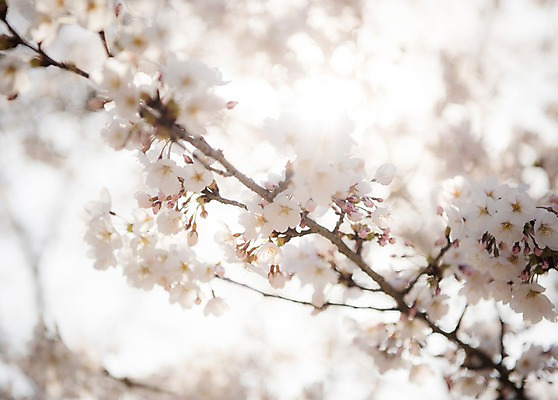 포토 JPG 주간 로우앵글 풍경 사람없음 야외 아웃포커스 맑음 봄풍경 봄 벚꽃 벚나무 국내포토 자연요소 나무 계절 꽃 뷰포인트 날씨 촬영기법 파일형식