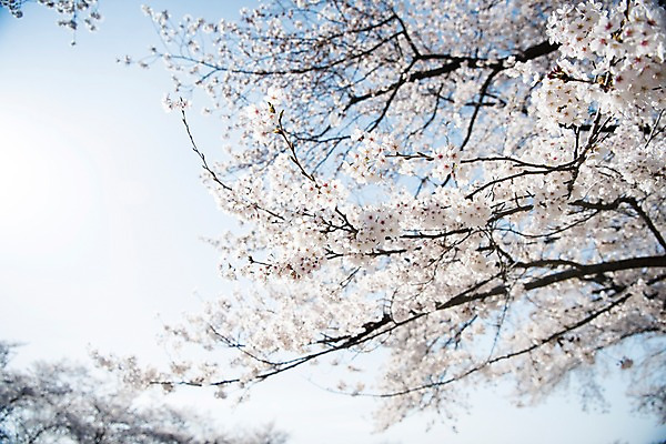 포토 JPG 주간 로우앵글 하늘 풍경 사람없음 야외 맑음 봄풍경 봄 바탕화면 벚꽃 벚나무 국내포토 자연요소 나무 계절 꽃 뷰포인트 날씨 파일형식