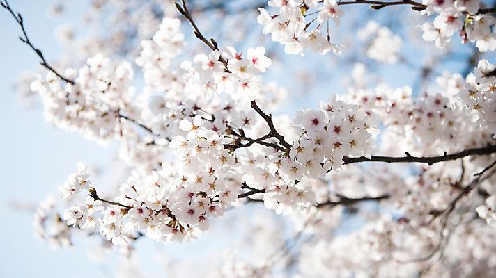 포토 JPG 주간 로우앵글 풍경 사람없음 야외 아웃포커스 맑음 봄풍경 봄 벚꽃 벚나무 국내포토 자연요소 나무 계절 꽃 뷰포인트 날씨 촬영기법 파일형식