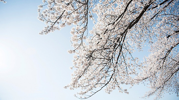 포토 JPG 주간 로우앵글 하늘 풍경 사람없음 야외 맑음 봄풍경 봄 바탕화면 벚꽃 벚나무 국내포토 자연요소 나무 계절 꽃 뷰포인트 날씨 파일형식