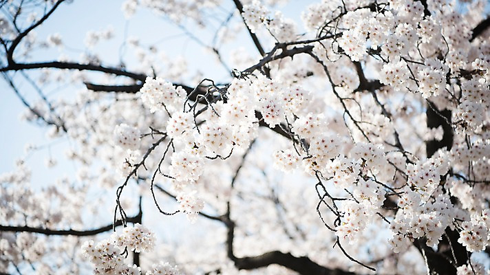 포토 JPG 주간 로우앵글 풍경 사람없음 야외 아웃포커스 맑음 봄풍경 봄 벚꽃 벚나무 국내포토 자연요소 나무 계절 꽃 뷰포인트 날씨 촬영기법 파일형식