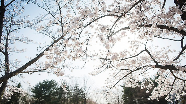 포토 JPG 주간 로우앵글 풍경 사람없음 야외 아웃포커스 맑음 봄풍경 봄 벚꽃 벚나무 국내포토 자연요소 나무 계절 꽃 뷰포인트 날씨 촬영기법 파일형식